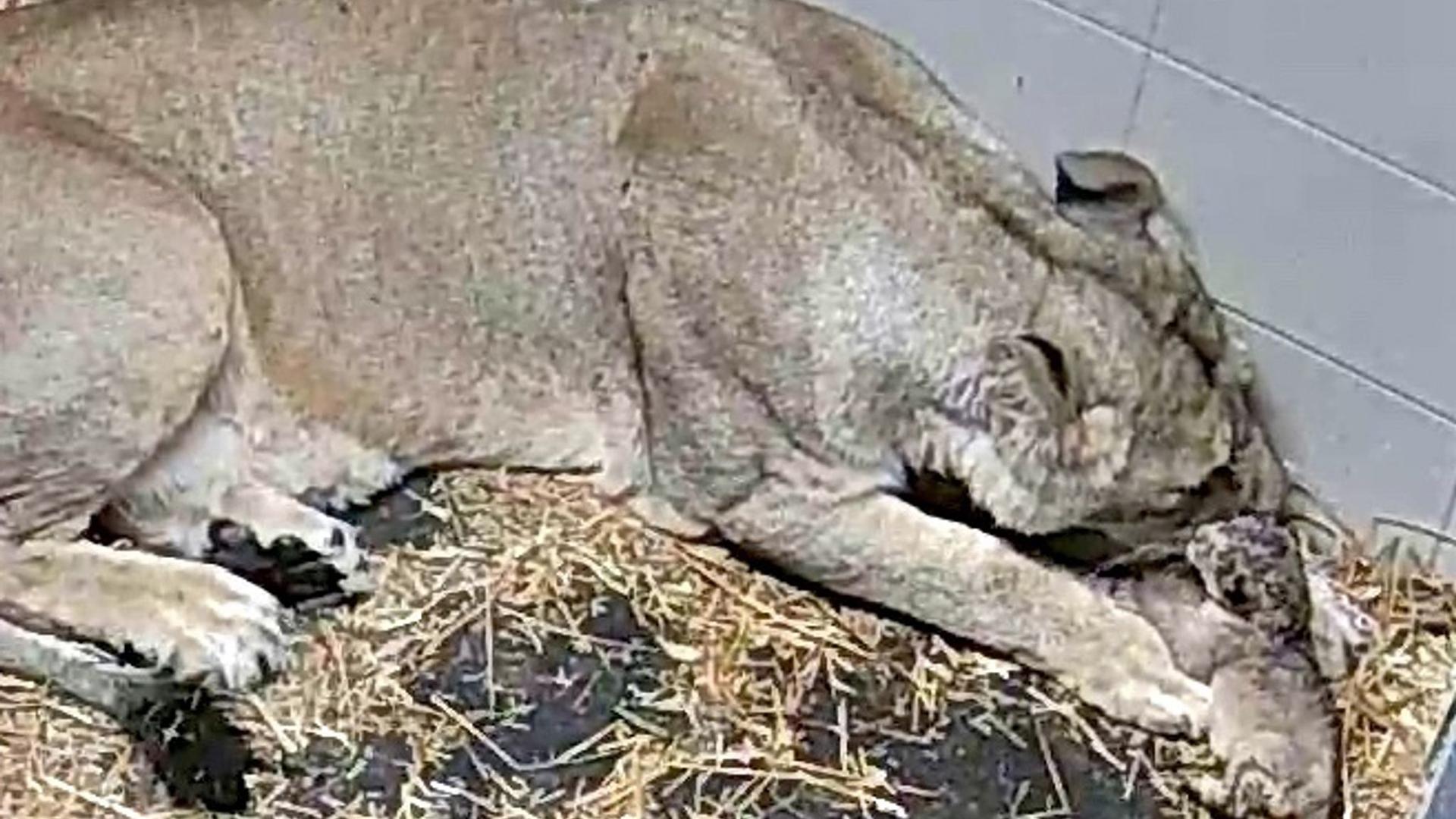 Nachwuchs: Löwenbaby im Schweriner Zoo geboren