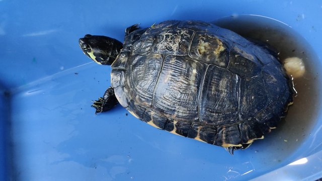 Überraschender Fund: Schildkröte in Rinteln gefunden
