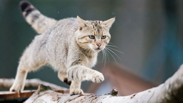 Mit Wildkamera: Seltene Wildkatze im Heidekreis nachgewiesen