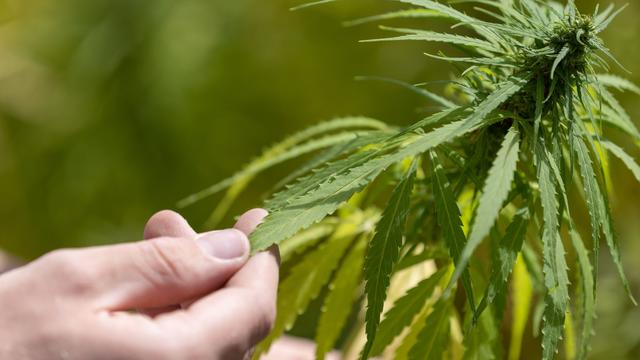 Teil-Legalisierung: 13 Anträge auf Cannabis-Anbau in Rheinland-Pfalz