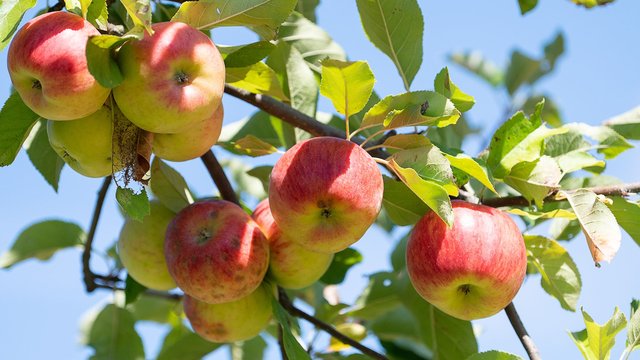 Gesundheit: Nachbarschaft von Dürener Firma soll kein Garten-Obst essen