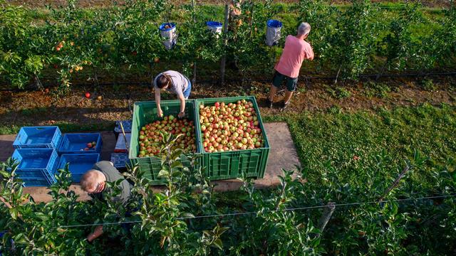 Landwirtschaft: Hoher Schaden bei Apfelernte in Sachsen-Anhalt