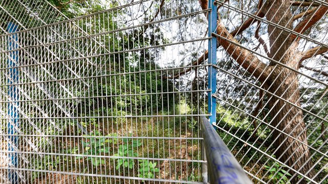 Wanderweg an der Elbe: Büsche und Bomben - Schwierige Sanierung von Elbe-Höhenweg