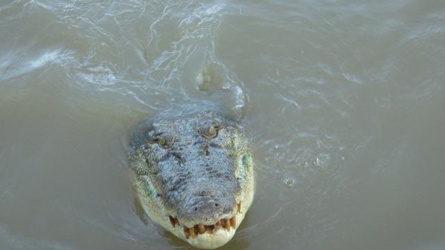 Einsatz in Australien: Mann beim Fischen verschwunden - Krokodil-Angriff befürchtet