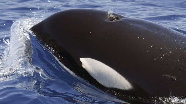 Vor der iberischen Küste: Mysteriöse Orca-Angriffe: «Boah, was für ein Riesenvieh!»