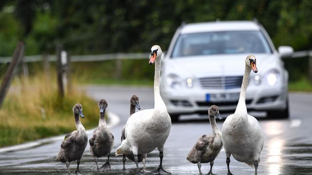 Tiere: Schwanenfamilie sorgt für mehrere Polizeieinsätze