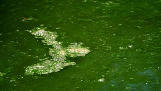 Mögliche Gesundheitsschäden: Blaualgen: Erster Badesee in Niedersachsen gesperrt