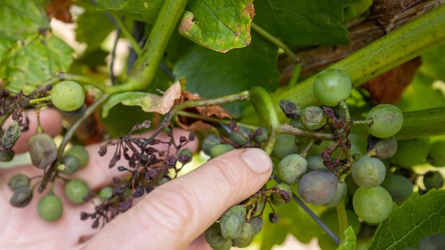 Wein: Feuchtwarmes Wetter macht Öko-Winzern zu schaffen