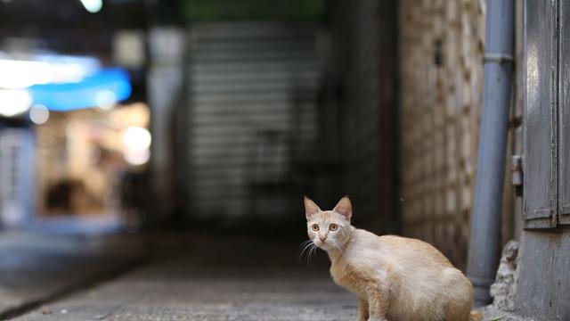 Tierschutz: Niedersachsen kastriert wieder Straßenkatzen