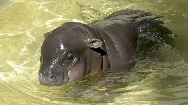 Berliner Zoo: Kleines Zwergflusspferd ist wieder quietschfidel