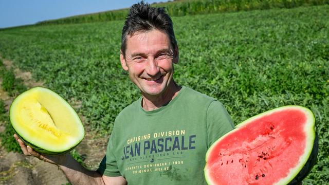 Erste Bilanz: Regenwetter kann Melonenernte in Velten nicht trüben