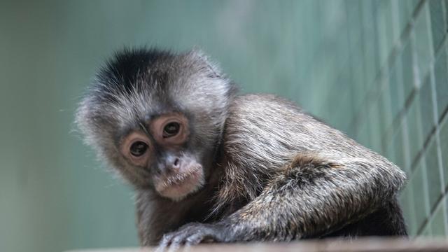 Nach Peta-Anzeige: Tierquälerei? Ermittlungen zur Haltung eines Kapuzineraffen