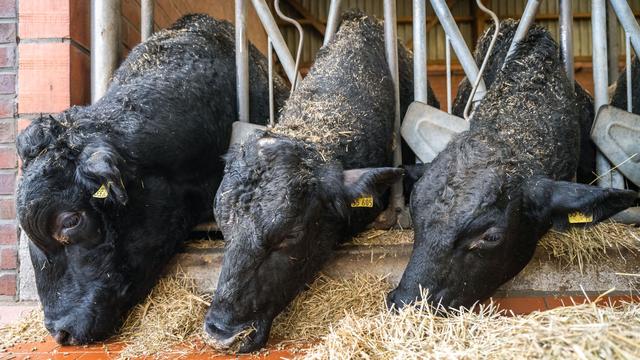 Tierseuche: Weiterer Fall von Blauzungenkrankheit im Landkreis Harburg