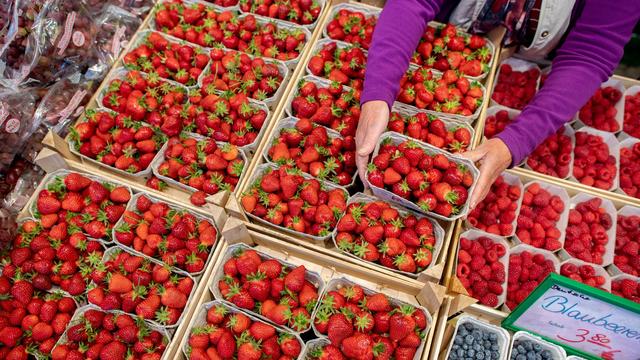 Saison 2024: Weniger Erdbeeren in Niedersachsen geerntet