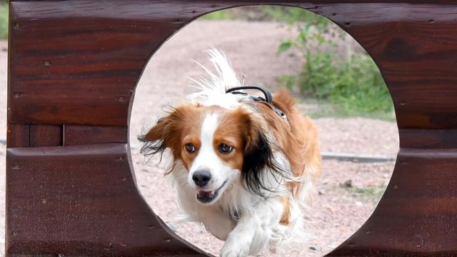 Tiere: Besonderes Angebot für Hunde im Bergzoo in Halle