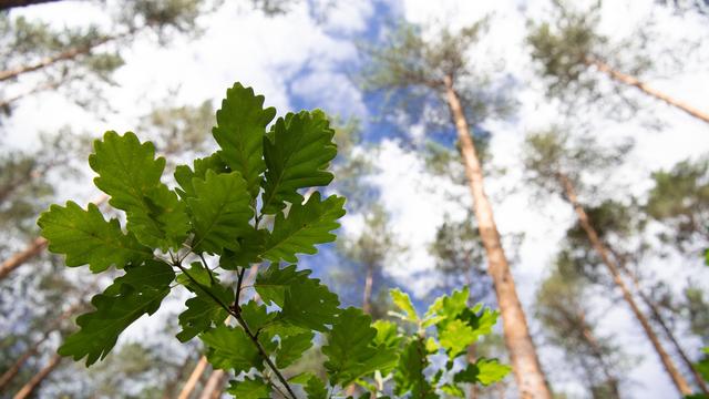 Hitze im Wald: Eichenblätter halten verblüffend hohe Temperaturen aus