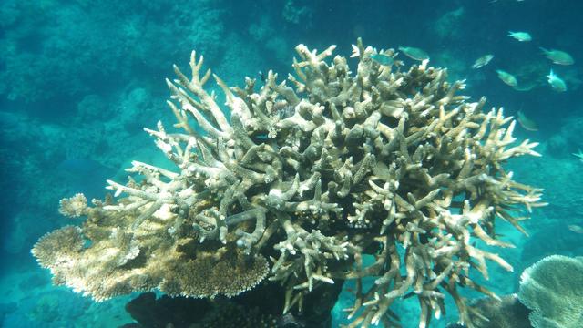 Klimawandel: Great Barrier Reef: Höchste Wassertemperatur seit 400 Jahren