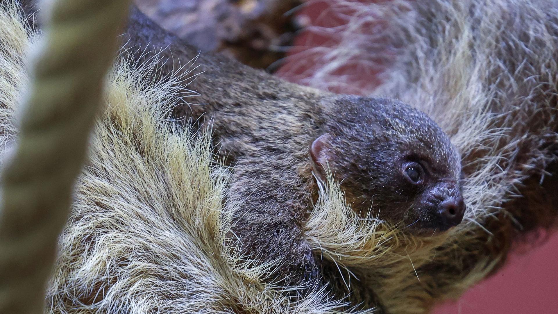 Nachwuchs bei Faultieren: Faultier-Nachwuchs im Schweriner Zoo