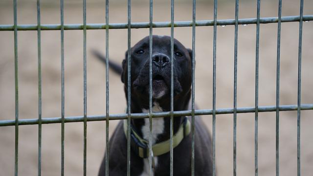 Fundtiere: Tierschutzbund: Tierheime in Schleswig-Holstein am Limit