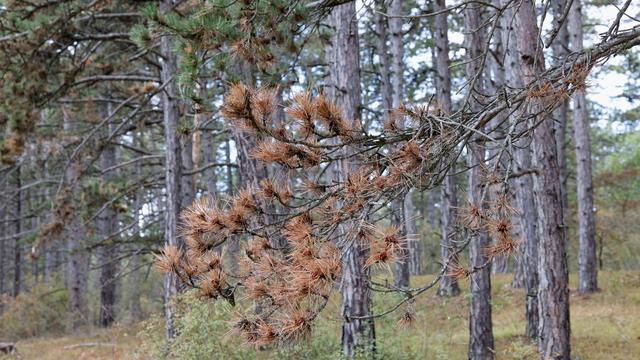 Klimawandel: Einzigartiger Schwarzkiefernwald wird zum Mischwald