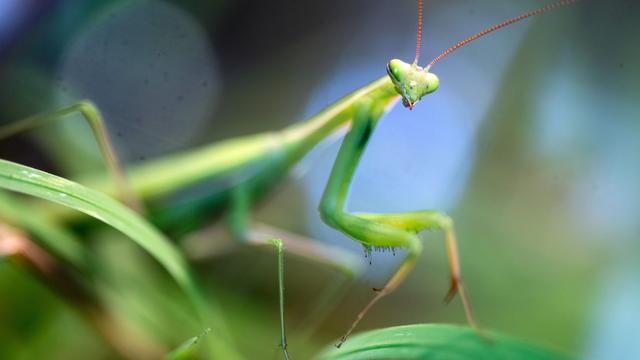 Insekten: Gottesanbeterin breitet sich in Sachsen-Anhalt aus