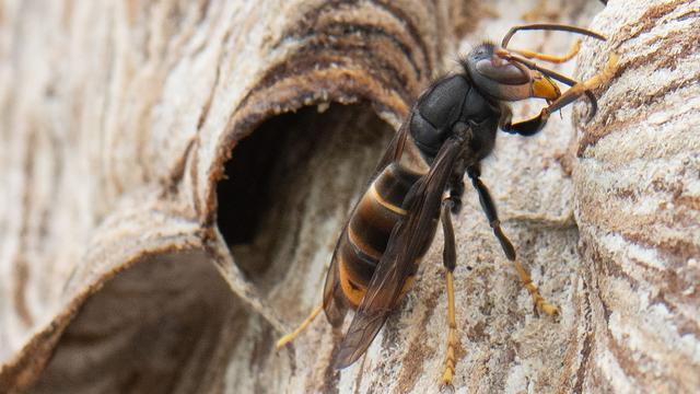 Naturschutz: Asiatische Hornisse in Hessen unterwegs