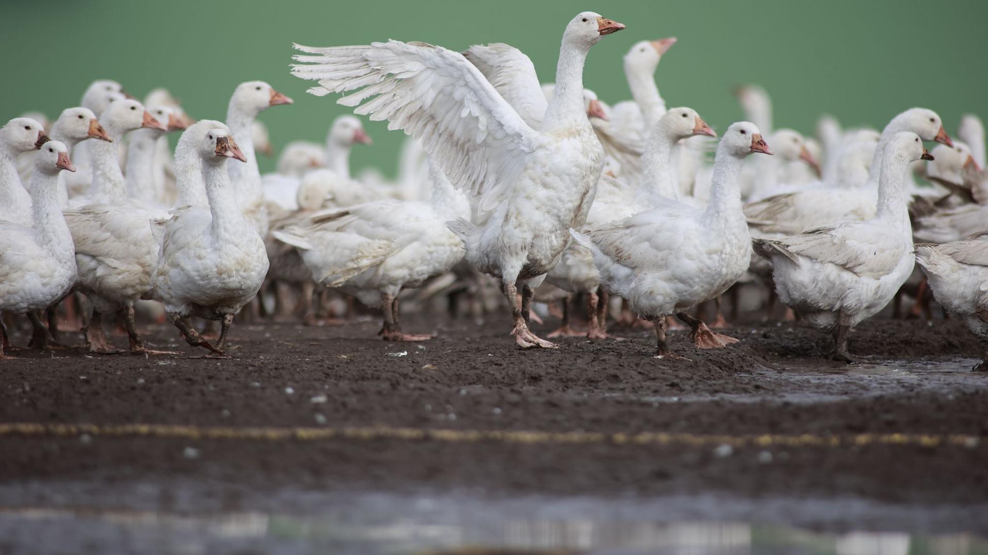 Tierseuche: Vogelgrippe bei Enten und Gänsen im Landkreis Rostock