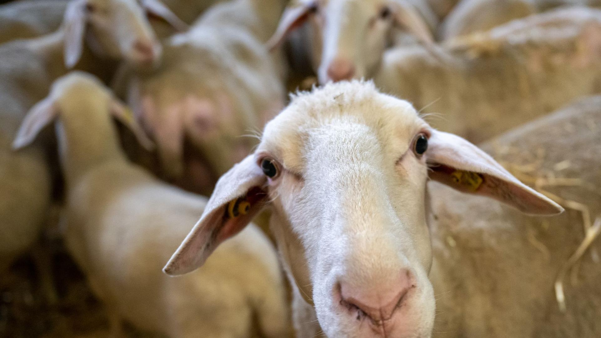 Tierhaltung: Blauzungenkrankheit in Hamburg nachgewiesen