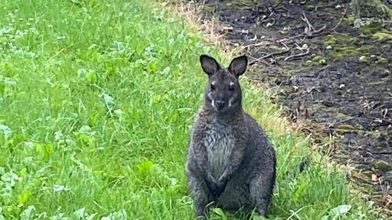 Marsupial évadé : un kangourou capturé par la police maintenant dans le parc du Serengeti