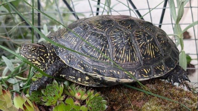 Tiere: Nach sechstägiger Reise - Schildkröte kommt nach Hause