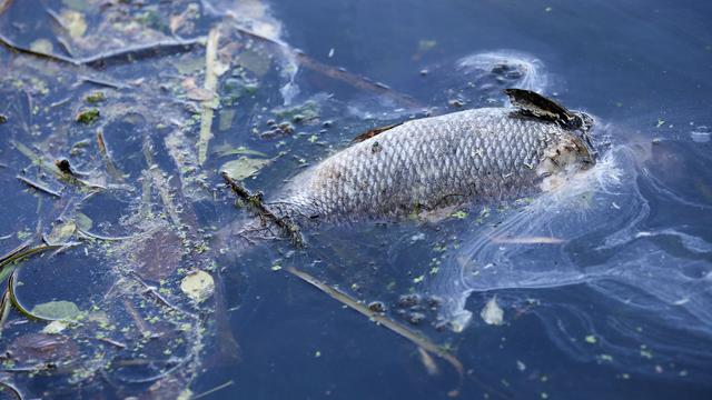 Sauerstoffmangel: Ursache für Fischsterben - Hinweise deuten auf Starkregen