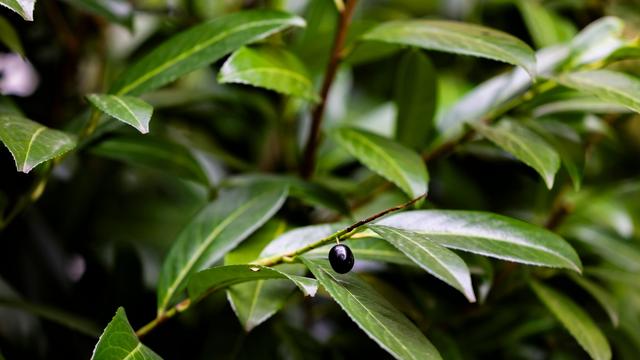 Invasive Pflanzen: Schweiz verbietet Verkauf von Kirschlorbeer