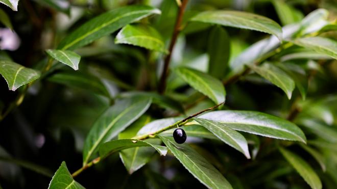 rhododendron dünger für kirschlorbeer Kirschlorbeer Dünger main image 0