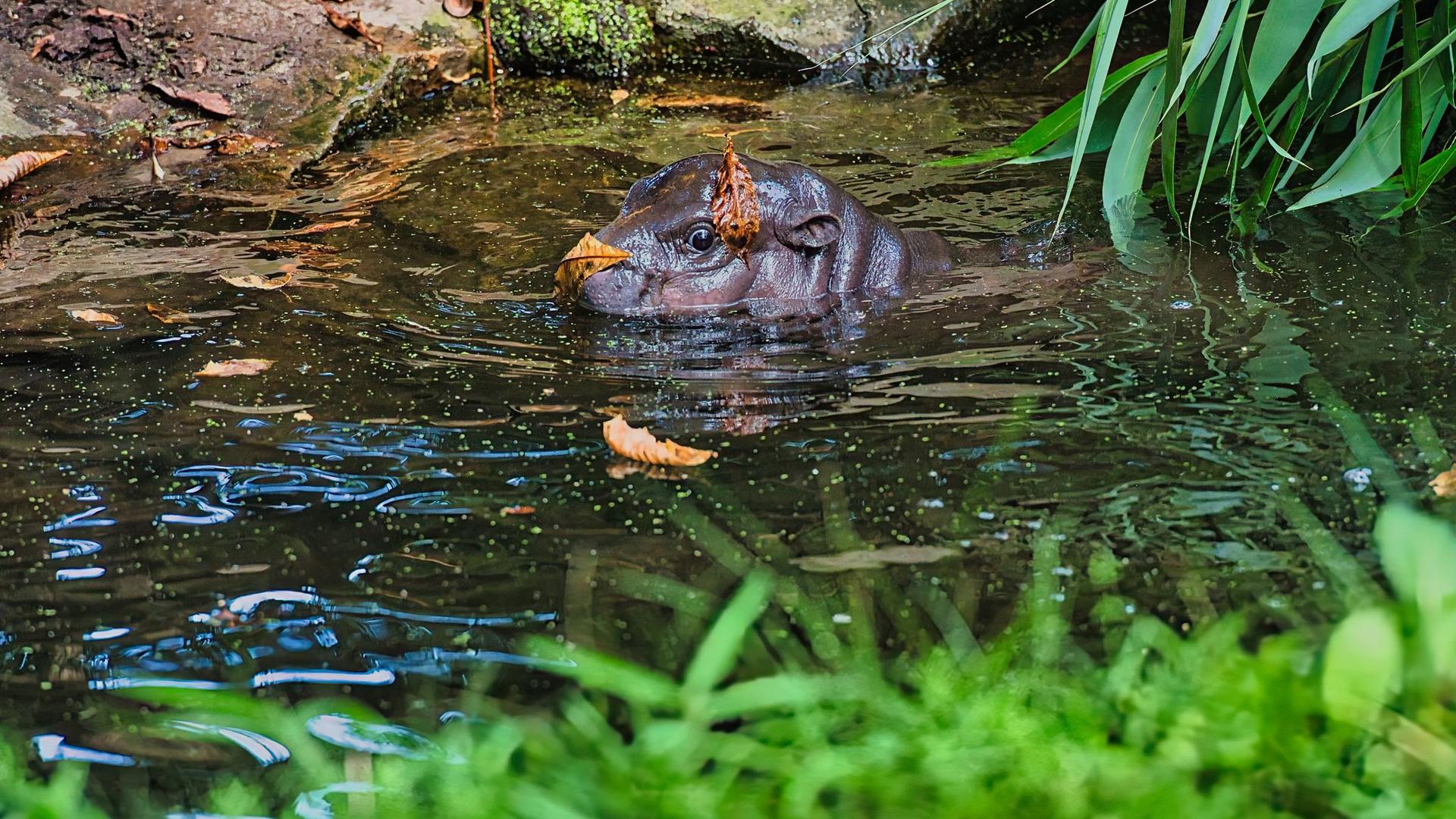 Berliner Zoo: Tierpfleger-Job für Mini-Hippo Toni sehr gefragt