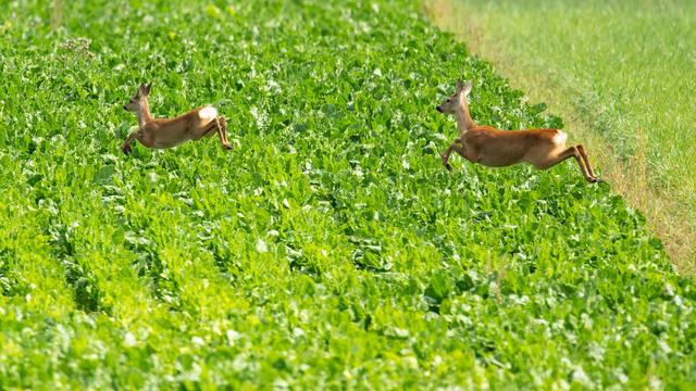 Wettervorhersage: Wetterdienst erwartet kleine Hitzewelle in Baden-Württemberg