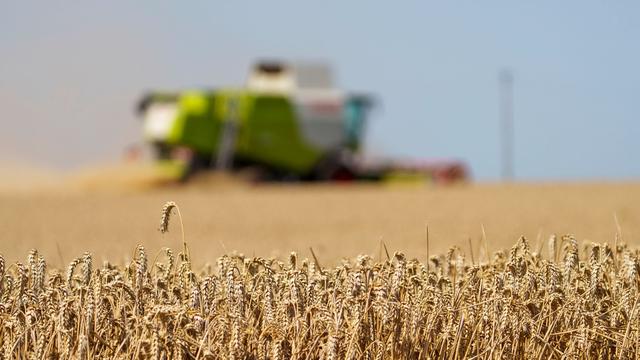 Landwirtschaft: Bauern in Hessen sprechen von enttäuschender Getreideernte