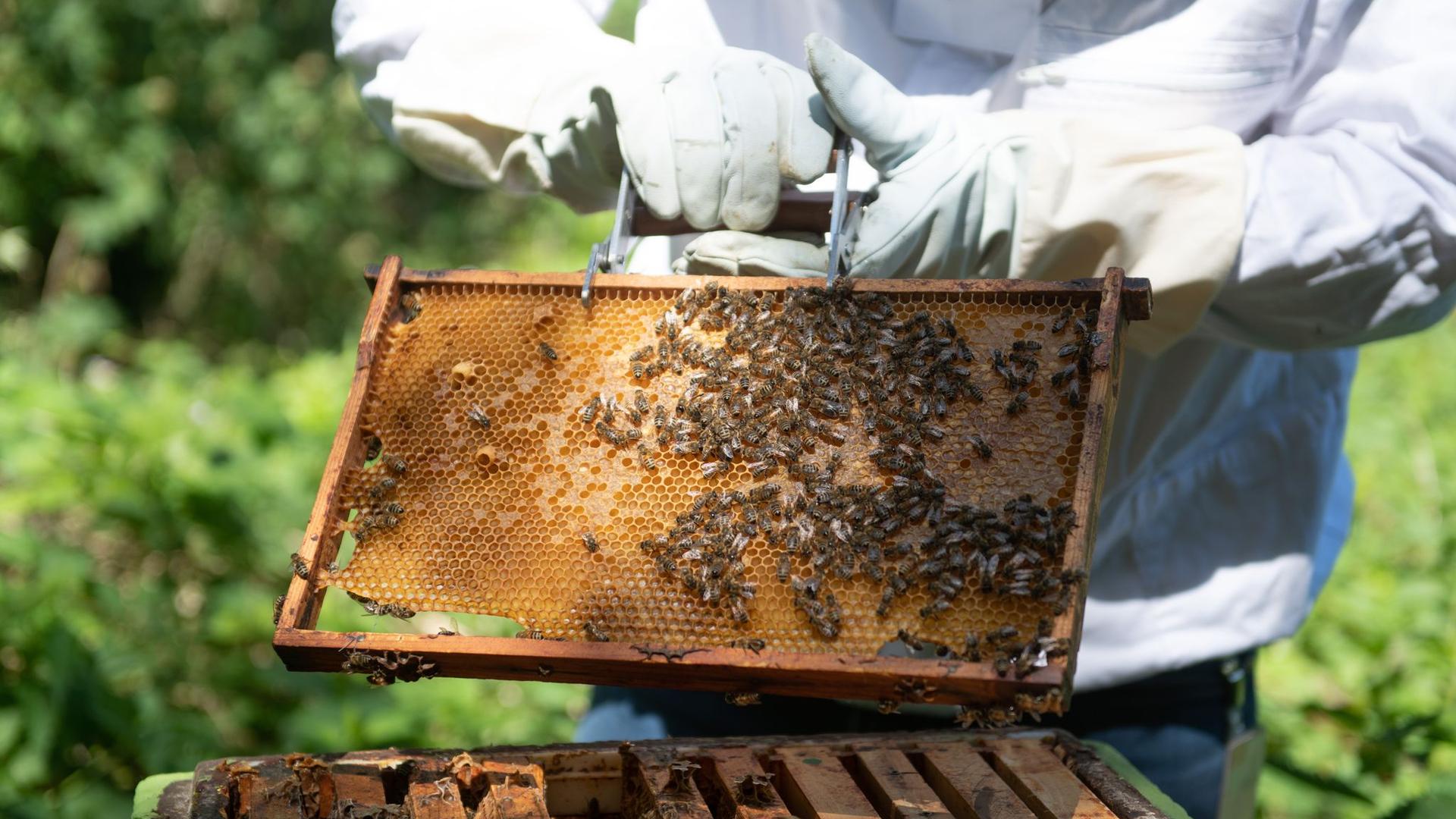 Tiere: Bienen sammeln seit 25 Jahren Honig am Hamburger Flughafen