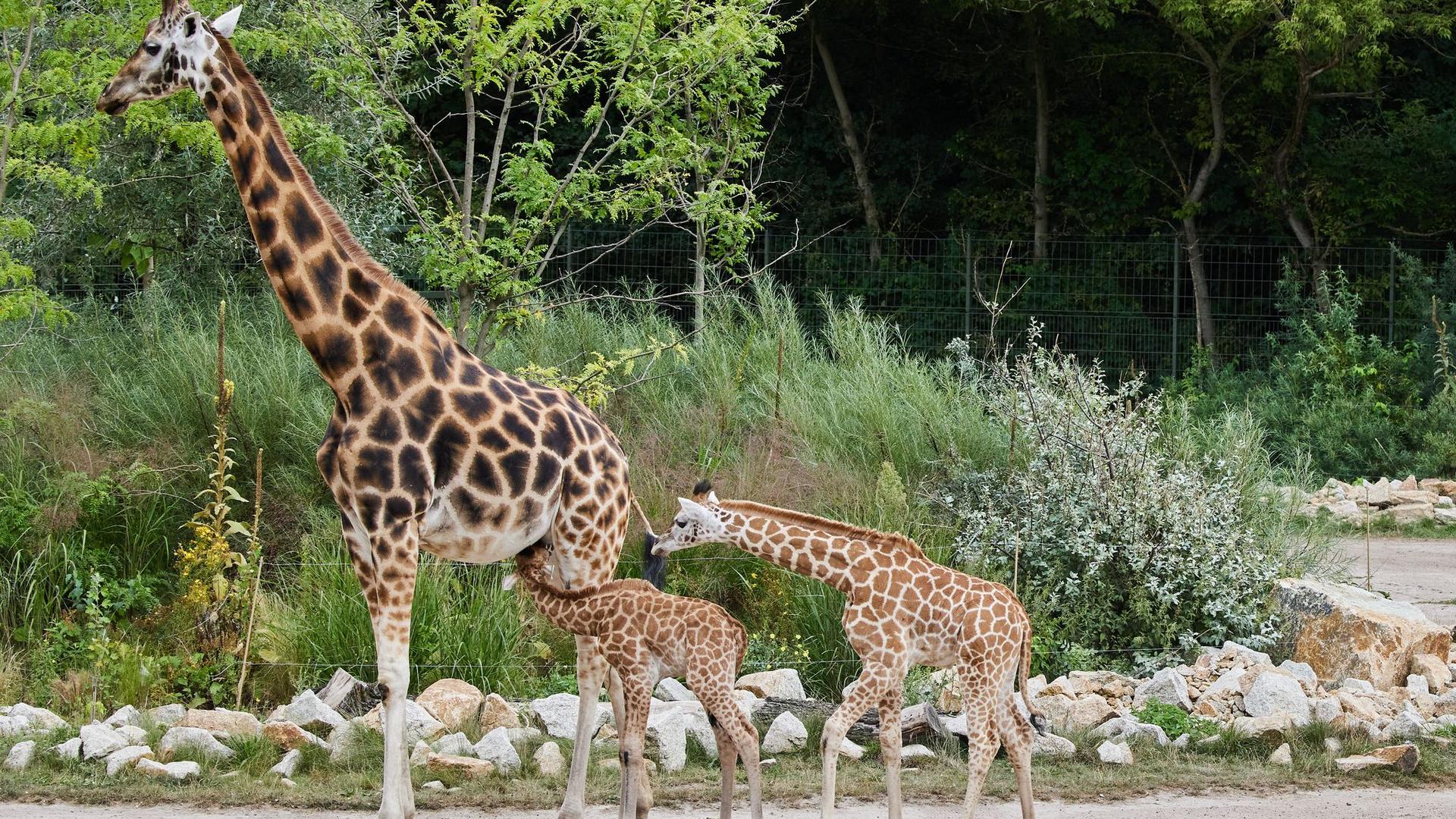 Giraffen-Taufe: Giraffen-Junge im Berliner Tierpark heißen Berti und Emily