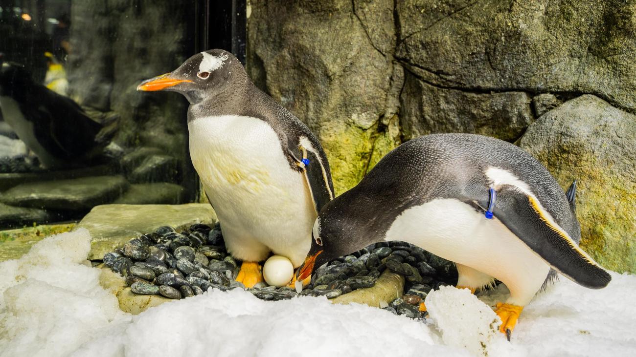 Adieu à Sphène : un pingouin gay meurt à Sydney