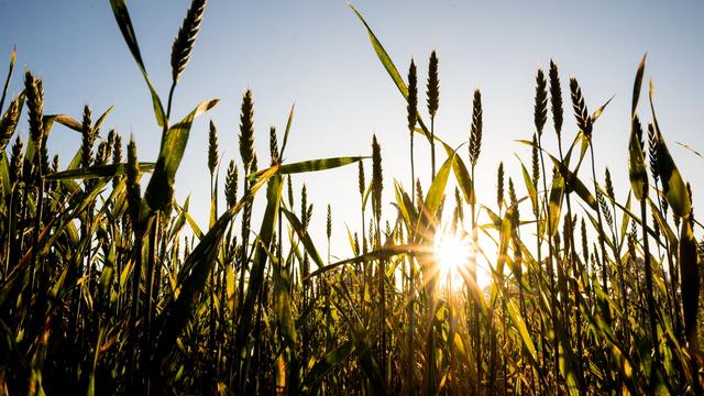 Landwirtschaft: Wie ist die Ernte in Schleswig-Holstein?