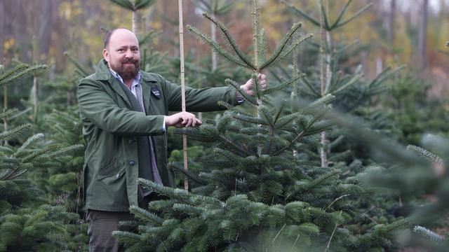 Brauchtum: Weihnachtsbaumpreise in Sachsen-Anhalt bleiben stabil