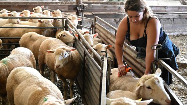 Tierseuche: Blauzungenkrankheit breitet sich in Sachsen-Anhalt aus