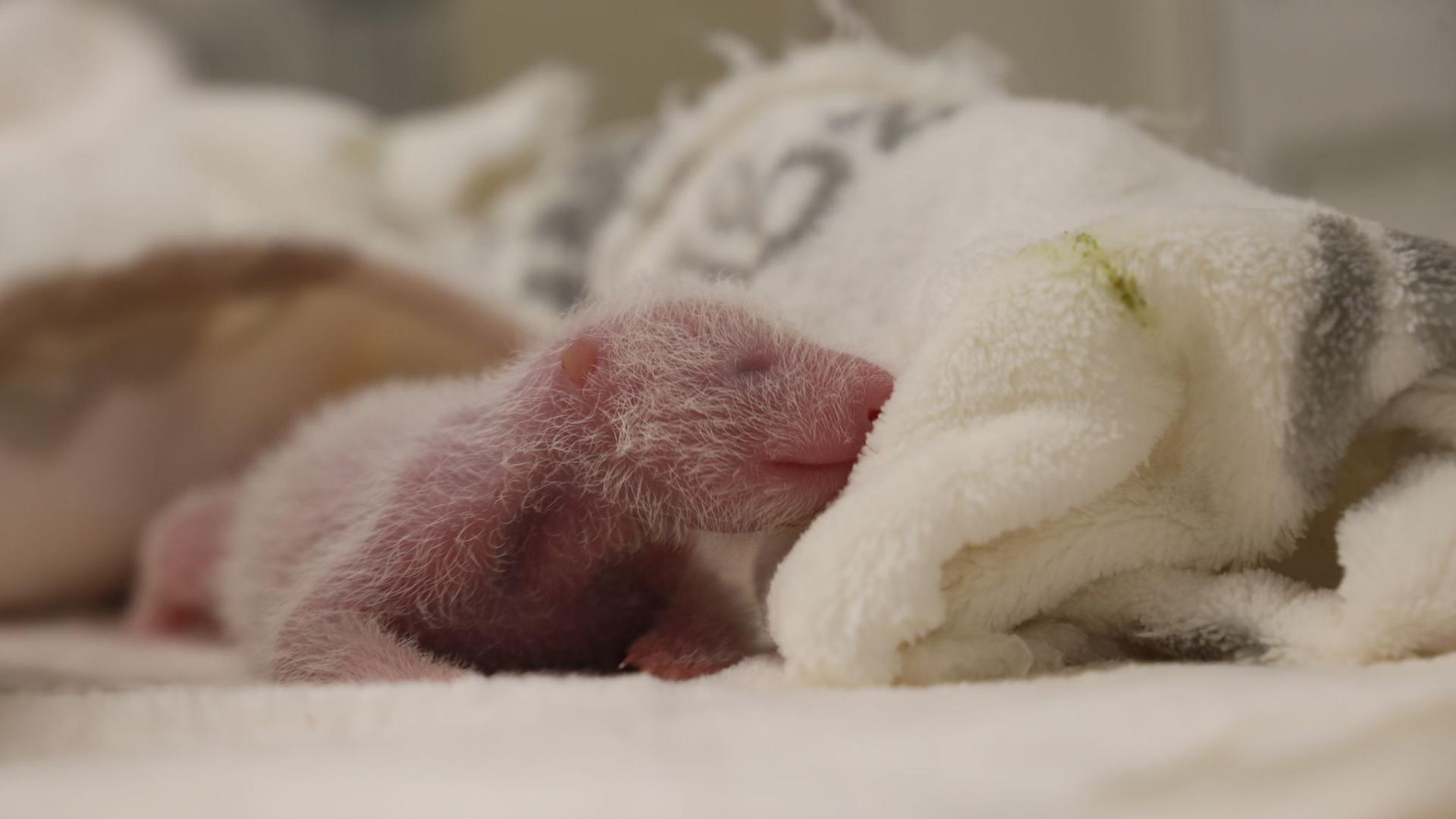 Berliner Zoo: Vorsichtiger Optimismus im Zoo: Panda-Babys nehmen zu