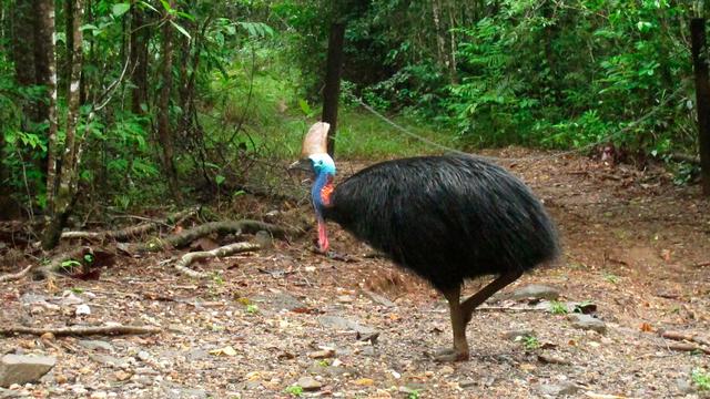 Laufvögel mit scharfer Kralle: Dreiste Kasuare belästigen Camper in Australien