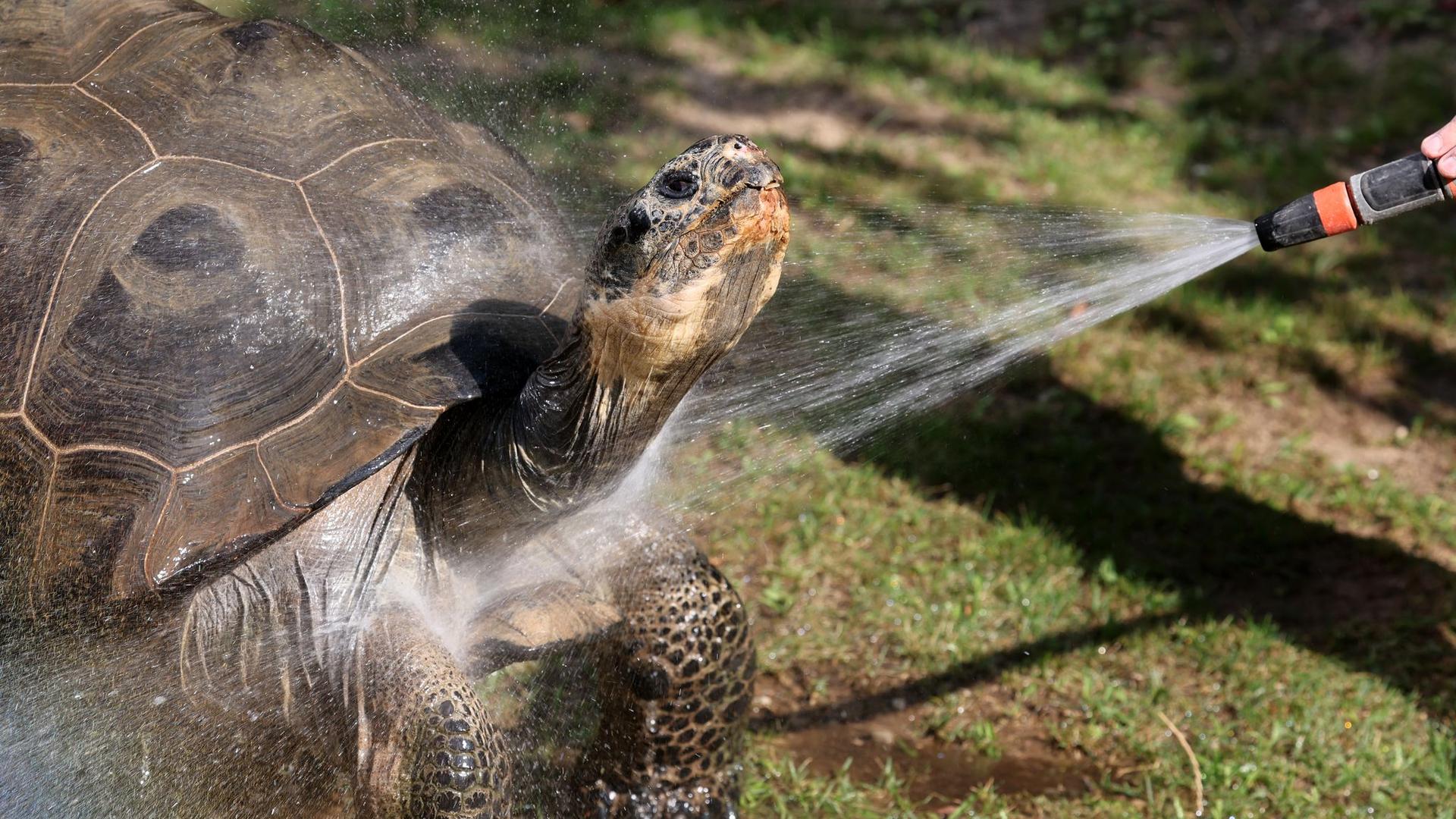 Zoo: Dusche für Galapagos-Riesenschildkröten im Rostocker Zoo