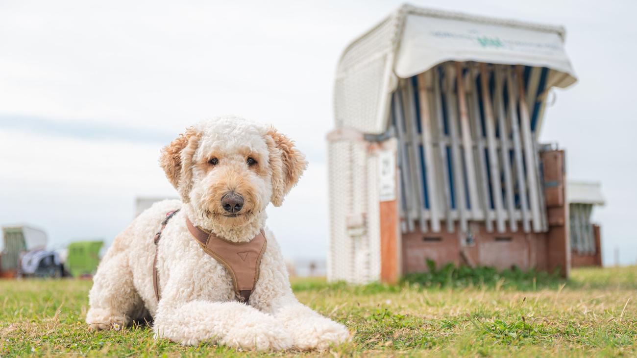 Pets: Labradoodle, Cockapoo: Mix not healthier than purebred dog