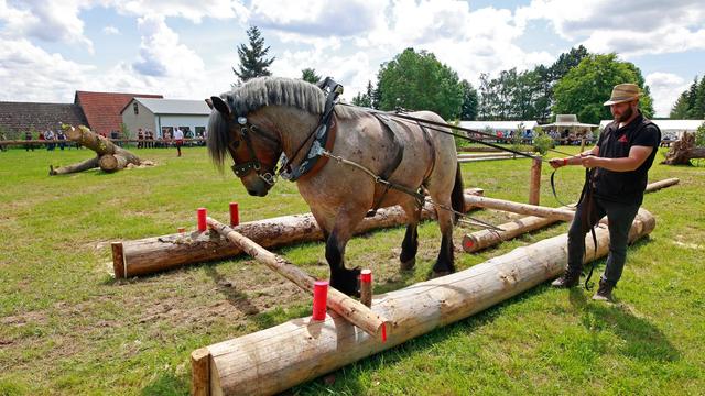 Waldtag Sachsen-Anhalt: 36 Gespanne bei Deutscher Meisterschaft im Holzrücken