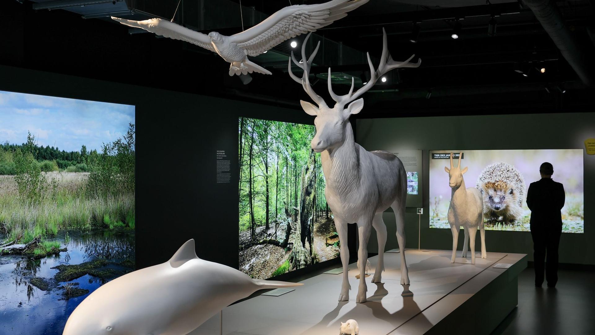 Tierisches Museum in Hafencity: Hamburg hat nun eine «Botschaft der Wildtiere»