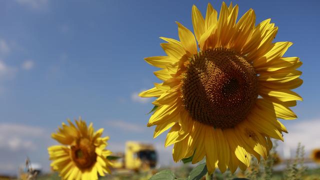 Wetter: Sommer in Sachsen-Anhalt sehr warm und trocken