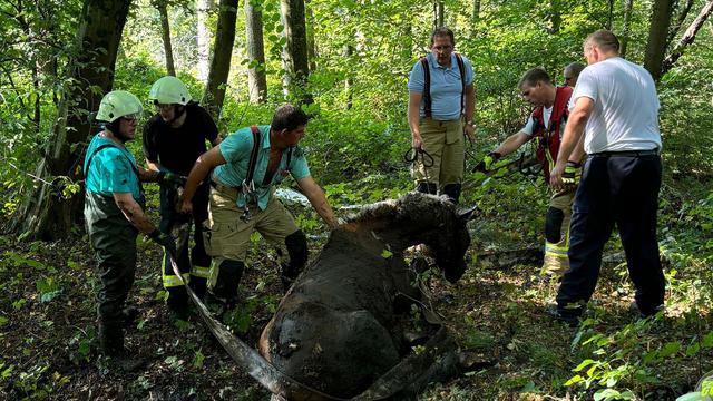 Tierrettungseinsatz: Feuerwehr zieht Pferd mit Löschschlauch aus Schlamm